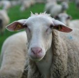 Sheep, Mutton, Lamb & Goat Meats